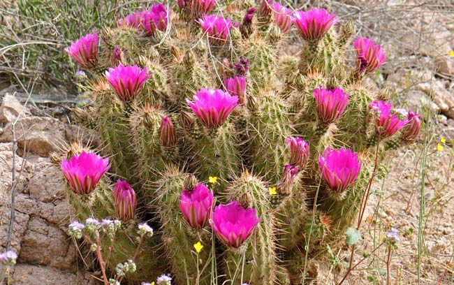 Engelmann's Hedgehog Cactus prefers dry desert habitats in the southwestern United States in AZ, CA, NV and UT. This species grows in elevations up to 7,000 feet. Echinocereus engelmannii 